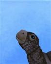 Ted the Turtle II