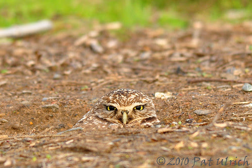 Camouflaged burrowing owl