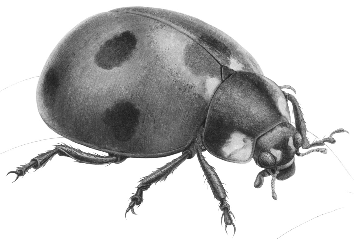 Free Ladybug Drawing, Download Free Ladybug Drawing png images, Free