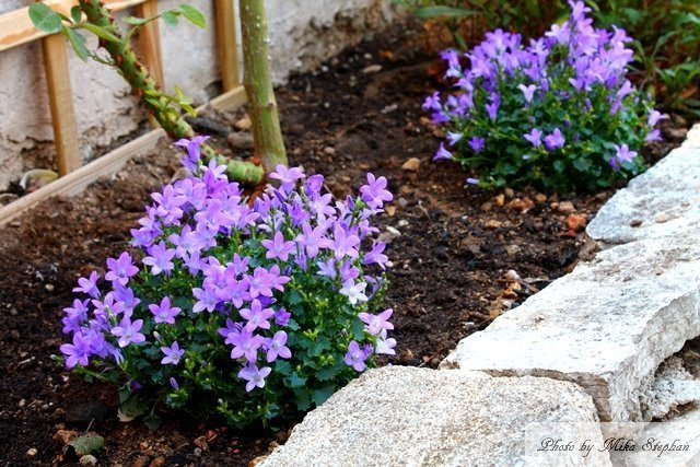 カンパニュラ アルペンブルーを植えました ミッドライフクライシス In France