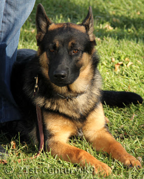 Personal Protection Training Windsor Ontario with Professional Dog ...