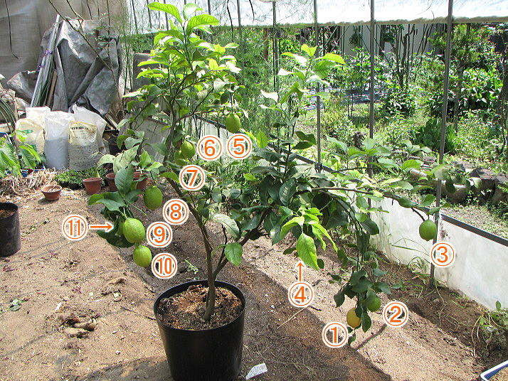 レモン 収穫量について