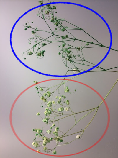かすみ草を自然な感じで染めたい時 プリザーブドフラワーの作り方教えます 花大学 店長ブログ
