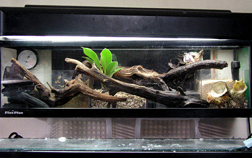 ヤドログ オカヤドカリアーカイブ