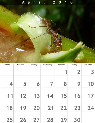Calendrier avril 2010