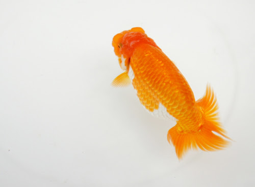 らんちゅうの飼い方 金魚 飼育 えさ 病気 種類 ミズムック