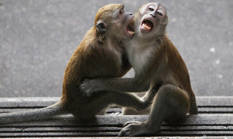 A macaque monkey was probably looking for food when it snatched the baby from her house in Malaysia