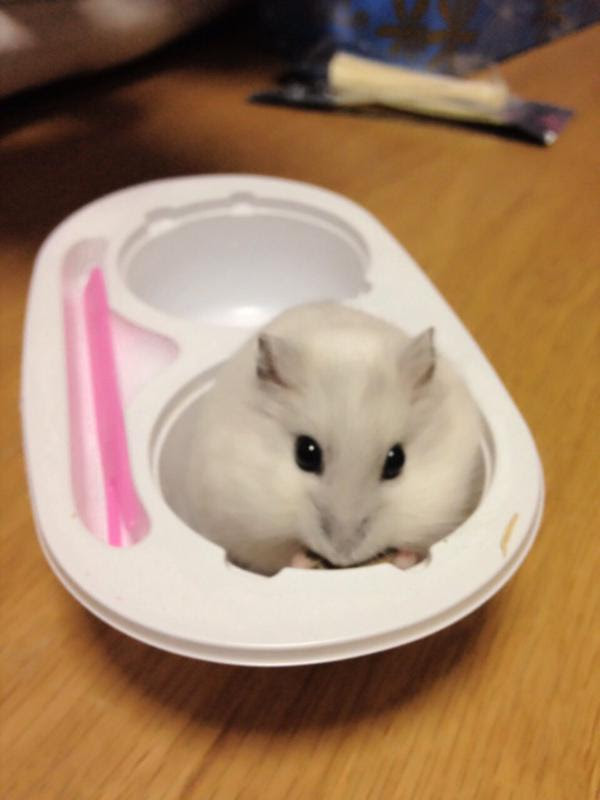 雪見だいふくになりきってしまったハムスターの姿があまりにも可愛い O O Netgeek