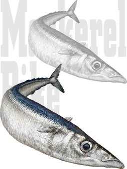 秋刀魚 サンマのイラスト 条件付フリー素材集