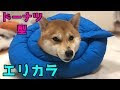 コレクション 犬 エリカラ ドーナツ 123490-犬 エリカラ ドーナツ