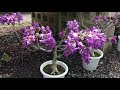 藤の花 英語 意味 950730-藤の花 意味 英語
