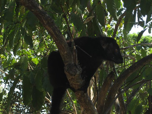 Nosy Komba lemur