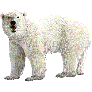 北極熊 ホッキョク グマ 白熊 シロクマのイラスト 条件付フリー素材集