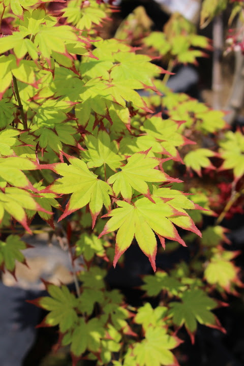 ５０種類ほどのもみじやカエデが入荷しました モナガーデン 中西園芸のblog