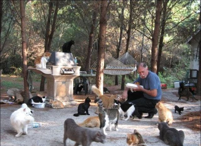 The Promise Land for Cats (42 pics)