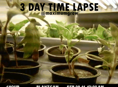 1103) Underground Gardening Greenhouse – Building only for $480 ...