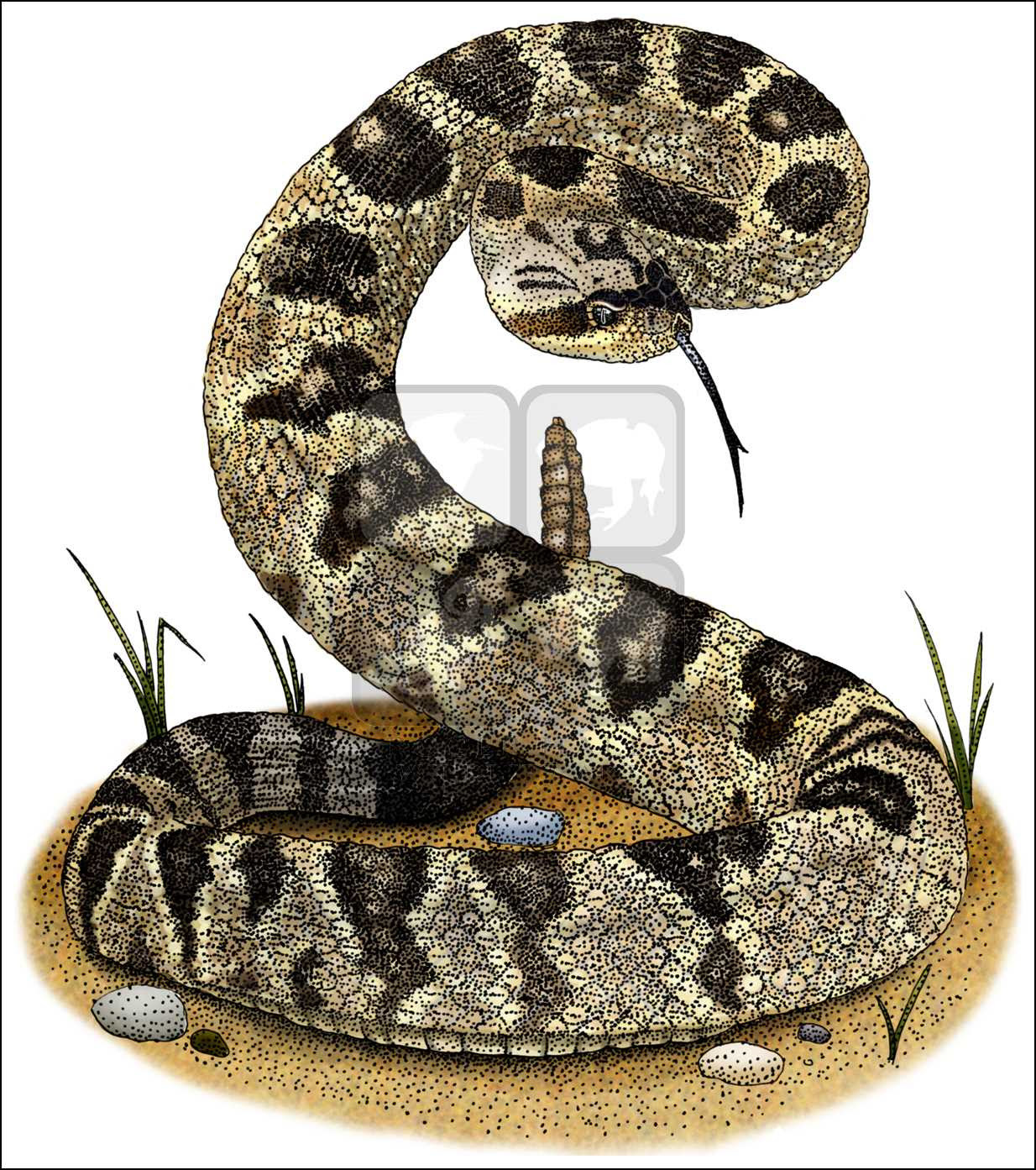 Rattlesnake Drawing at GetDrawings Free download Rattlesnake Drawing at GetDrawings Free download