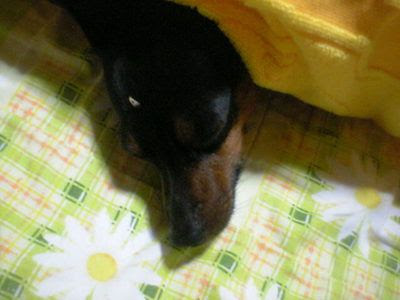 犬の頭に白いツノのようなできものが 足の付け根にはピンクのイボが ミニピンがくれたトイプードルとのご縁