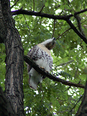Cathedral Red-Tailed Hawks