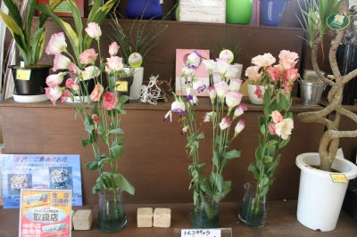 トルコキキョウの日持ちテスト 最終 いわき市 小名浜 花国湘南台店 お花の日記