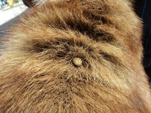 Picadura De Garrapatas En Perros Gestos Esenciales Gublog