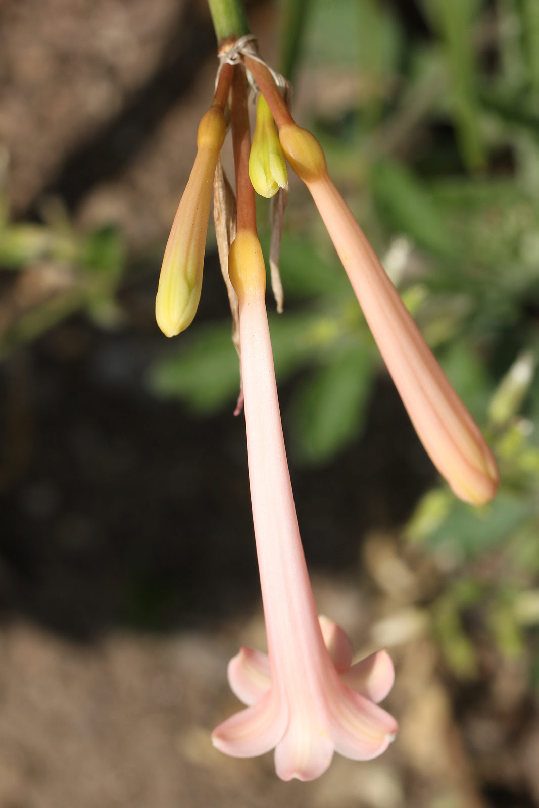 お花の写真集 キルタンサス