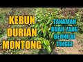 Rahasia Usaha Menanam Durian Montong Agar Cepat Besar