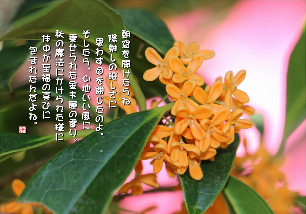 No 578 金木犀 花言葉 陶酔 初恋 真実の愛 謙虚 なおかつ フォトエッセイ