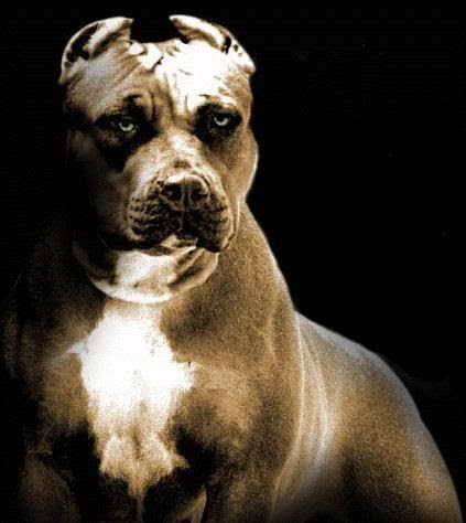strongest pitbull in world. strongest pitbull in world.