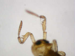 水面ではねる虫