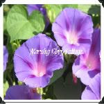 Morning Glory Cottage