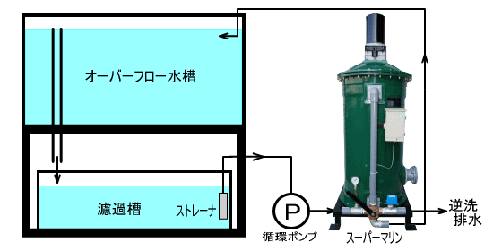 ビッグタンク 大型水槽 ダイヤモンドポルカのための濾過設備 アロワナ 淡水エイ飼育水槽 京阪錦鯉センター