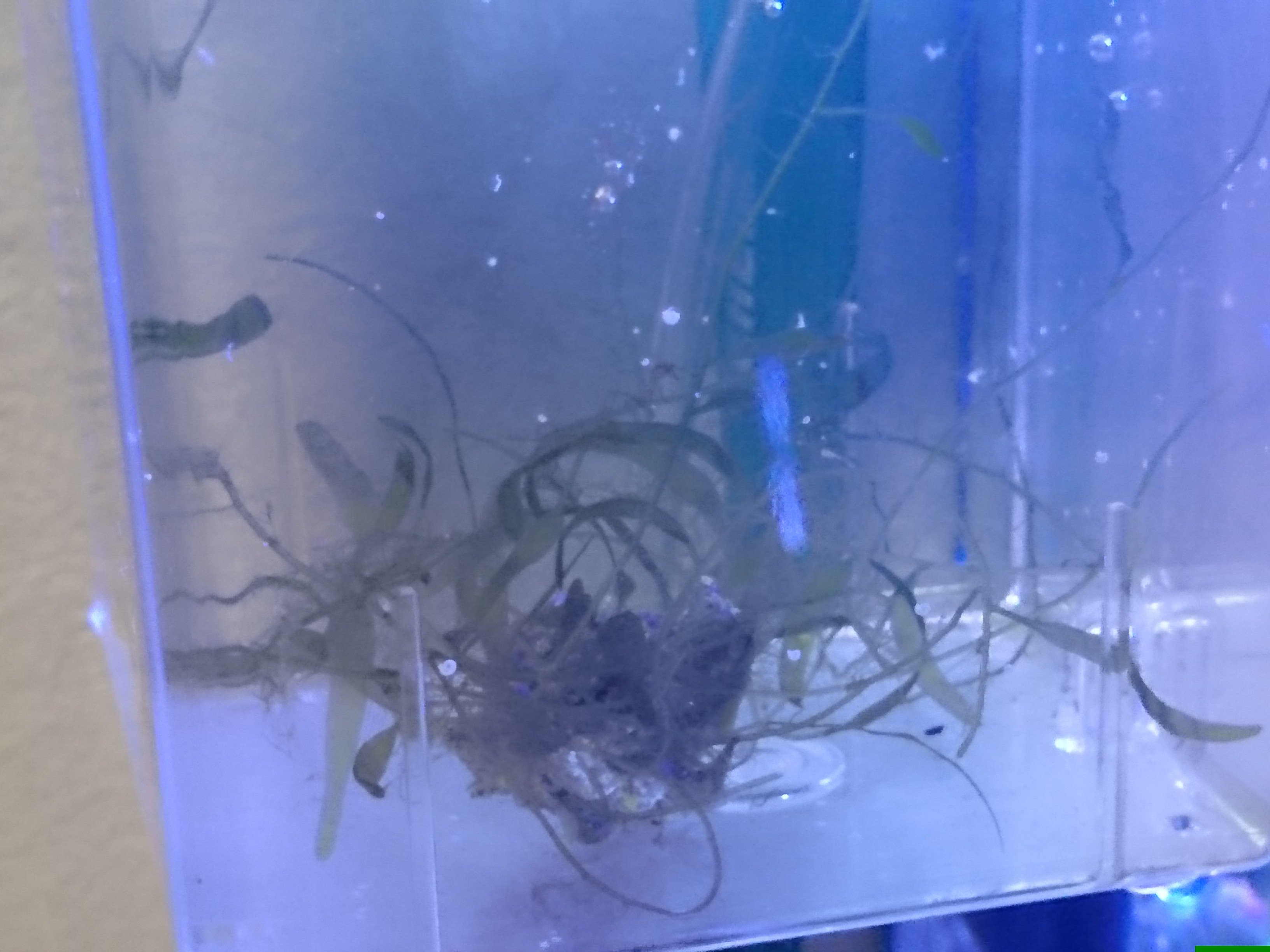 サテライトのリフジウム化について考えてみました 30cm水槽の海水魚飼育