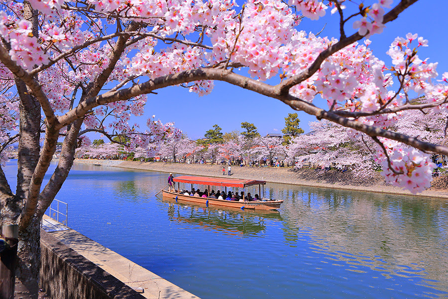 宇治 桜