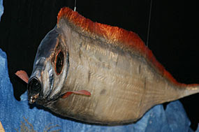 駿河湾深海生物館