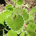 Wild Strawberry Plant Identification / It looks a bit sad as it has just been repotted in a bad way.