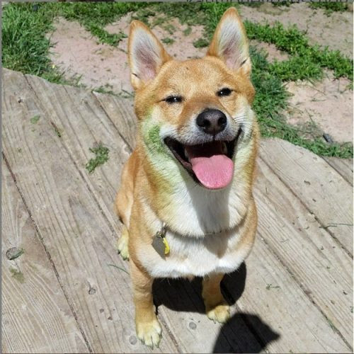 Dog