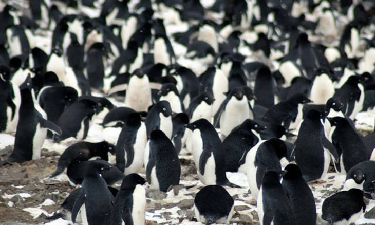 pinguins