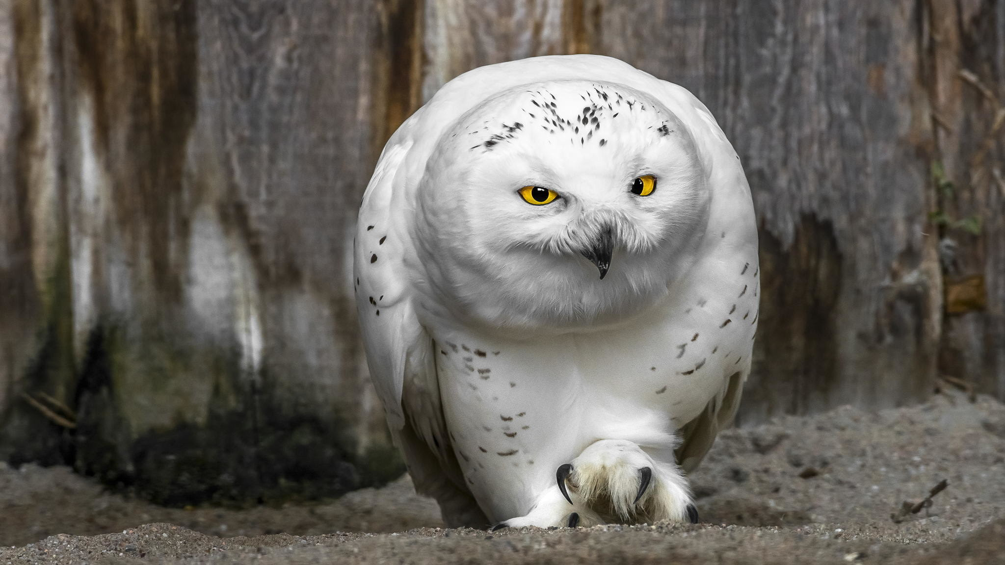 Snowy Owl Wallpaper (73+ images) Iphone wallpapers for iphone 12, iphone 11, iphone x.