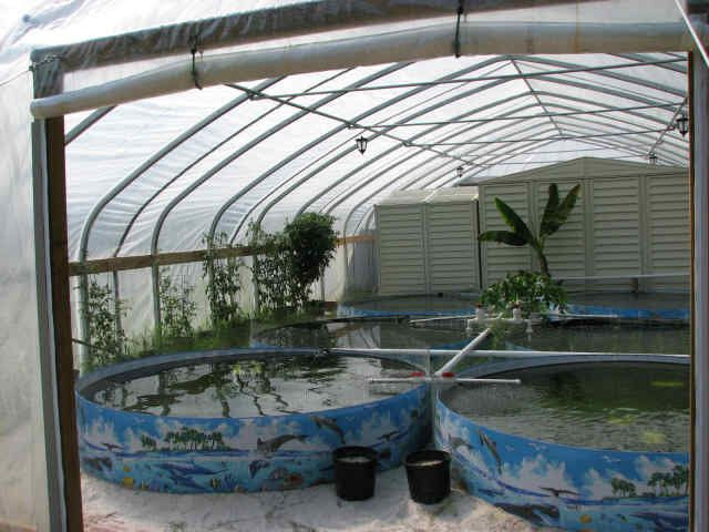 Small scale fish farm. Have you noticed how much of the fish at the ...