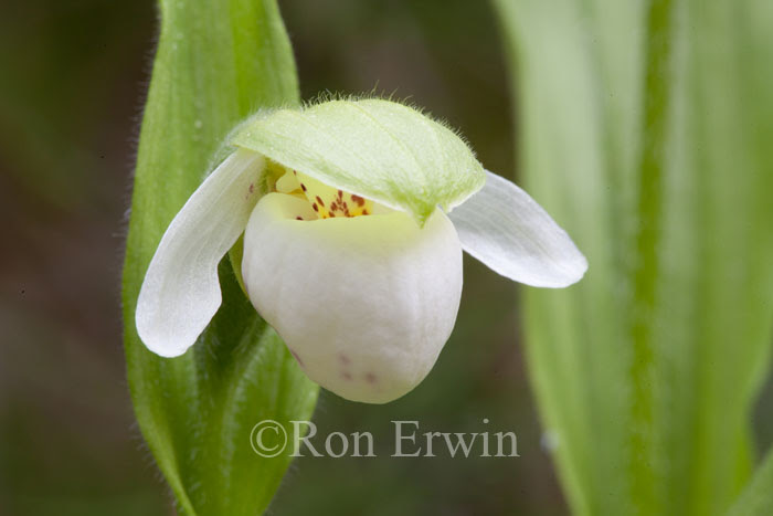 Franklin's Lady's-Slipper