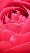 Red Rose Wallpaper Hd Iphone 6