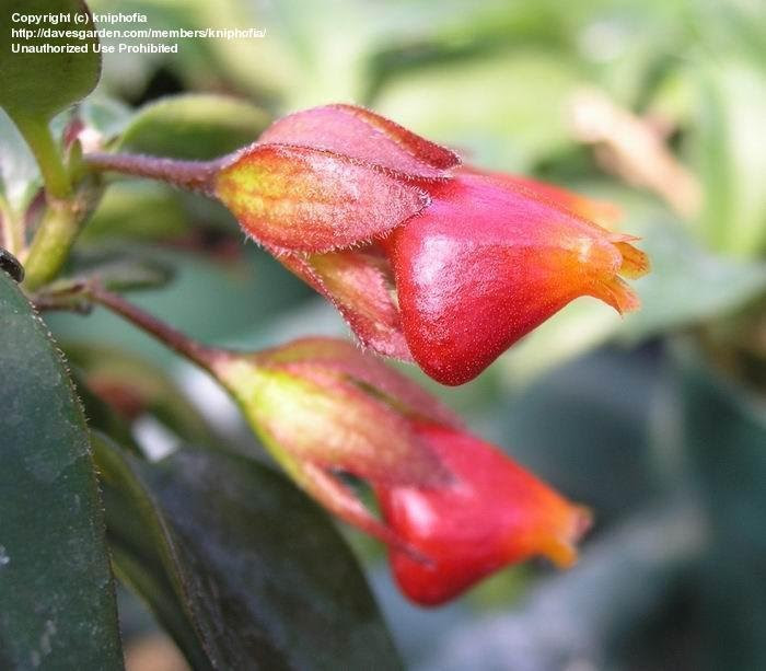 nematanthus gregarius goldfish plant. Plant, Goldfish Plant (lt;igt;