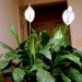 interior decorating, green, plants, gardening, office, DIY, indoor plants, green design, green decor, green office decor, air purifying plants, best plants for air purification, interior design, jade plants, spider plants, succulents, cacti, snake plant, pothos, peace lily, air plants, water lettuce, DIY terrariums