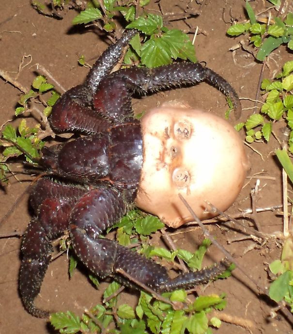 6 - Crab that made a home out of a dolls head