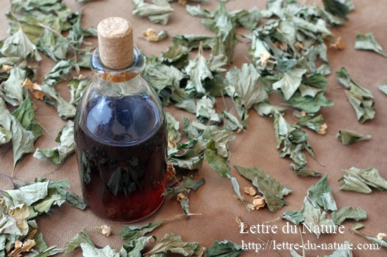 どくだみ化粧水の作り方 生葉や花で手作りは日本酒や焼酎とグリセリンで Lettre Du Nature