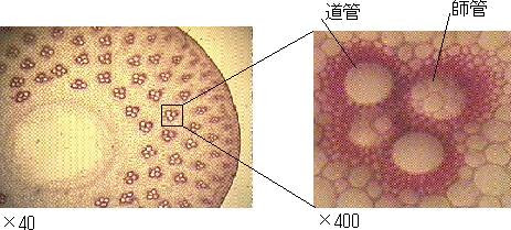 Houmei Page Plant