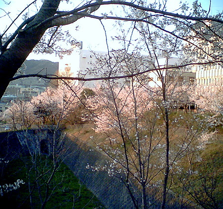 斜陽/桜桃