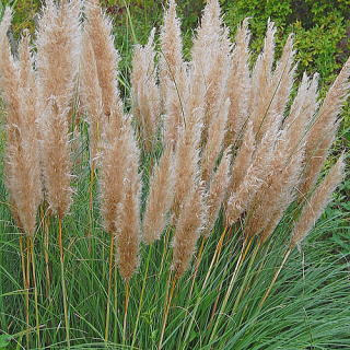 パンパスグラス 新 花と緑の詳しい図鑑