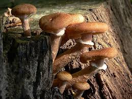 Armillaria si jamur raksasa berwarna keemasan di habitat aslinya.
